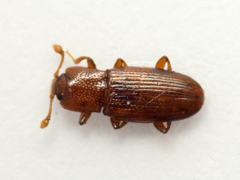 Cerylon ferrugineum Stephens, 1830